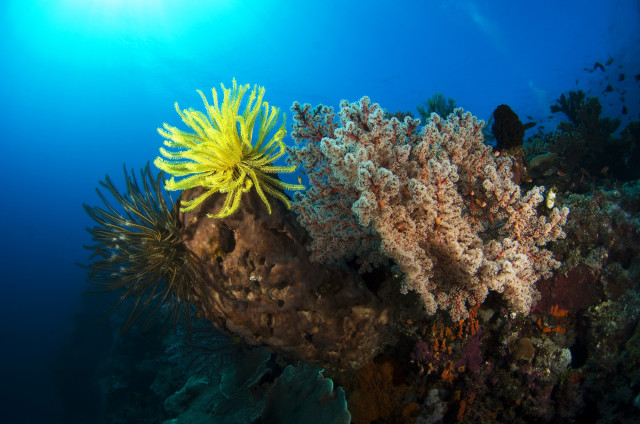 Crinoid and Softcoral