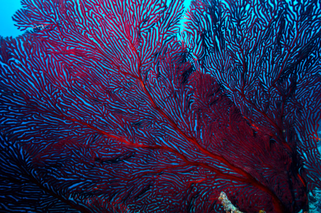 NationalGeographic_1388302 copia